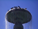 Empirische Sprachverarbeitung (ESP) Brunnen mit Tauben im August